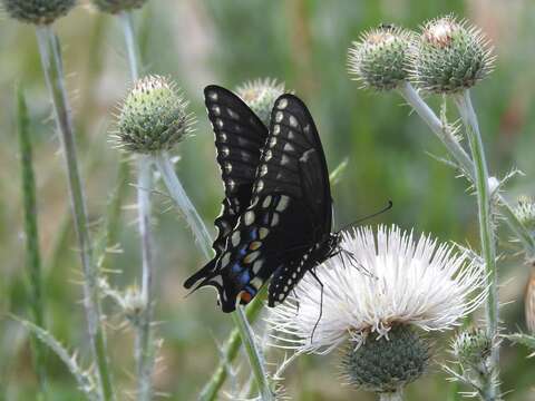 Image of <i>Papilio machaon bairdii</i>