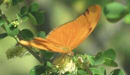 Dryas iulia moderata Stichel 1907的圖片