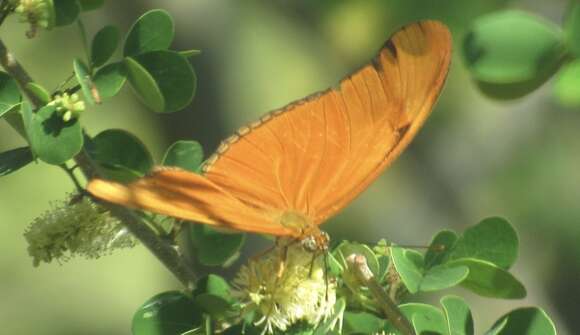 Image of Dryas iulia moderata Stichel 1907