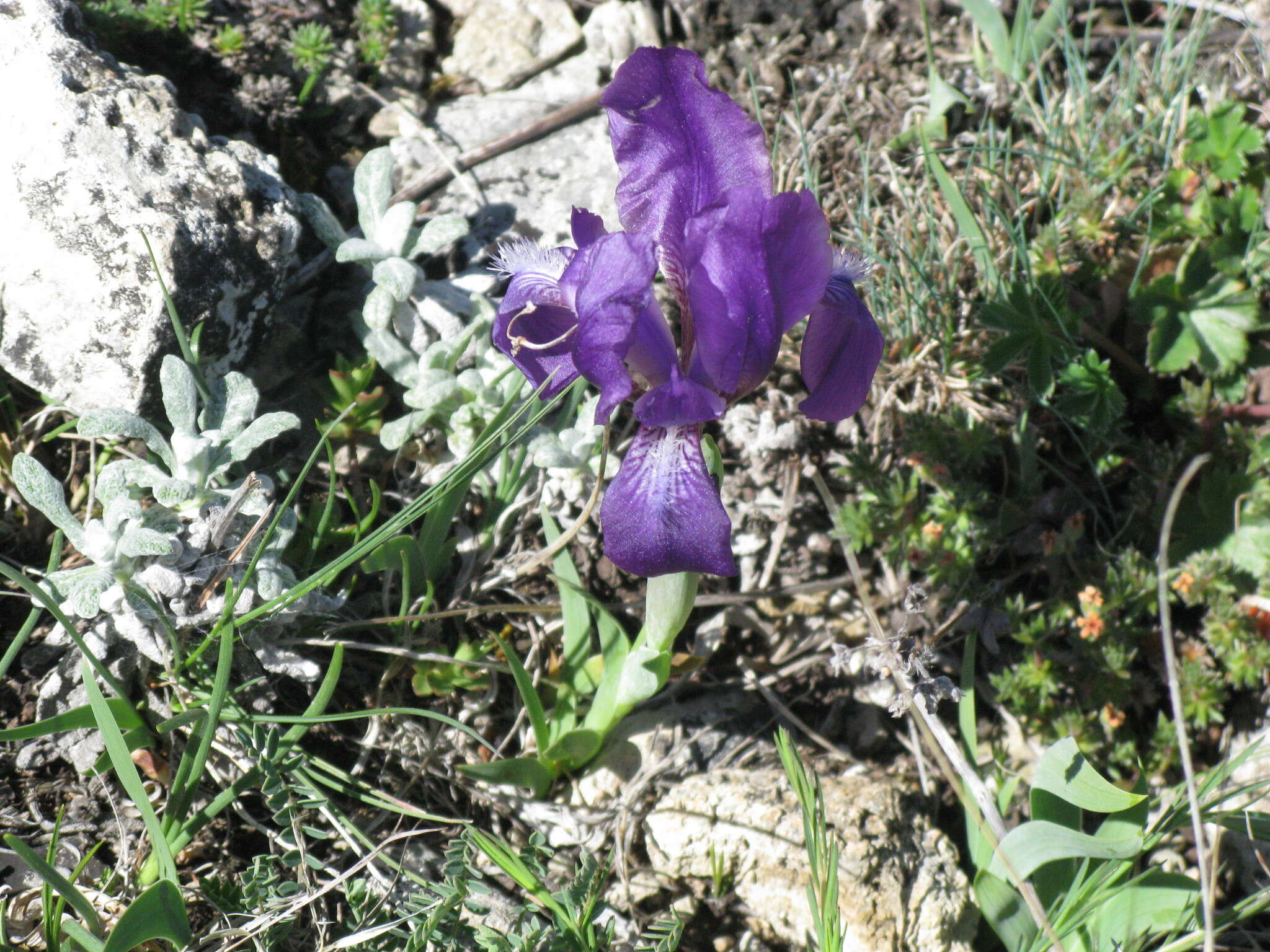 Image of Iris furcata M. Bieb.