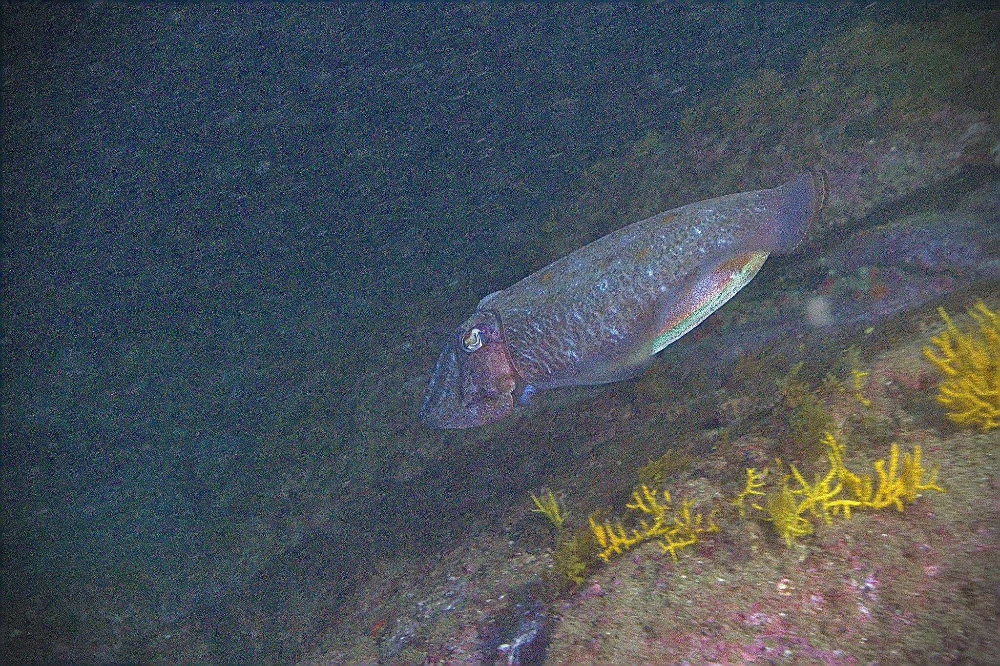 Image of Giant African cuttlefish
