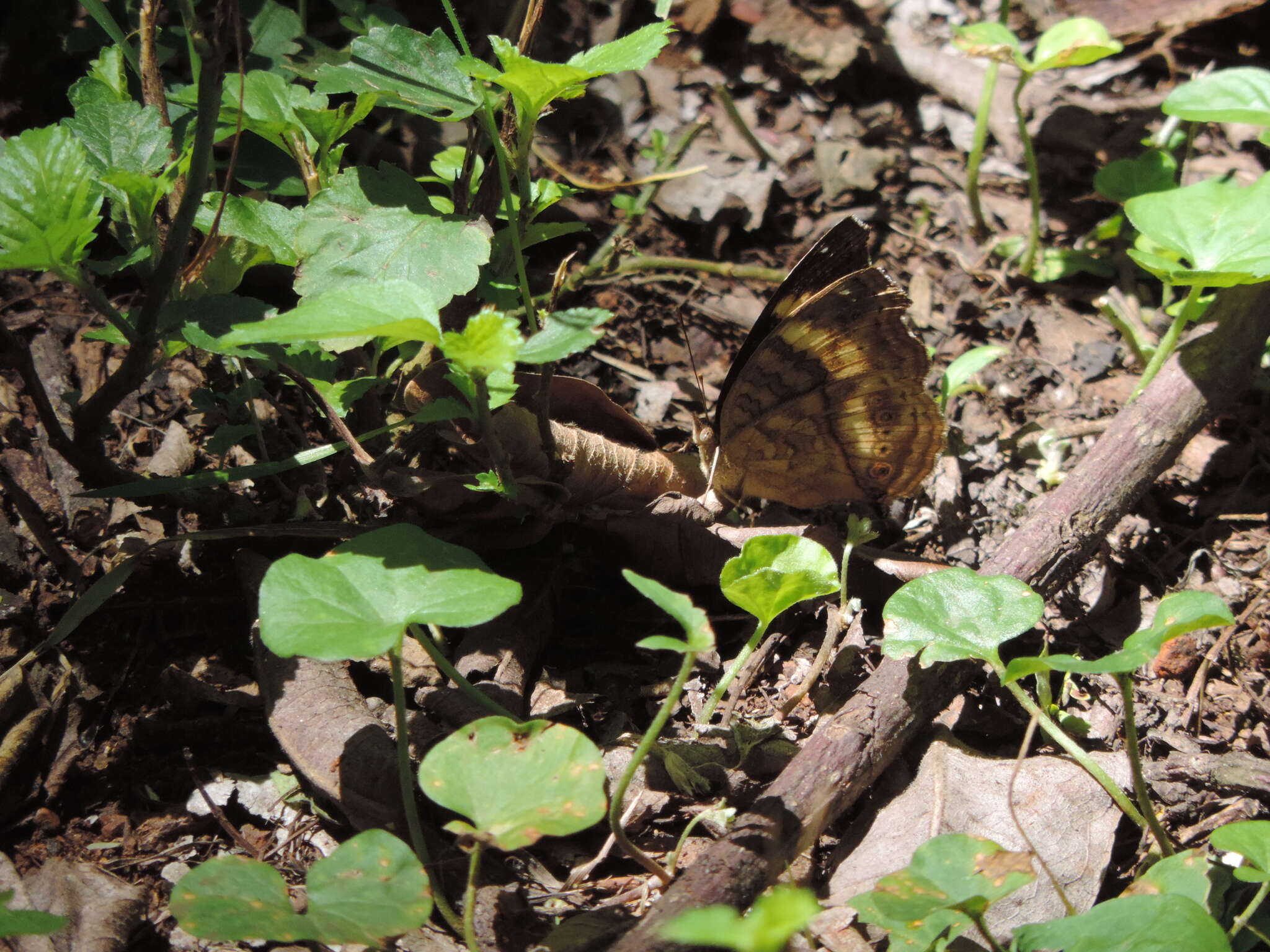 Plancia ëd Junonia terea elgiva Hewitson 1864