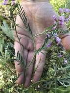 Image of flexile milkvetch