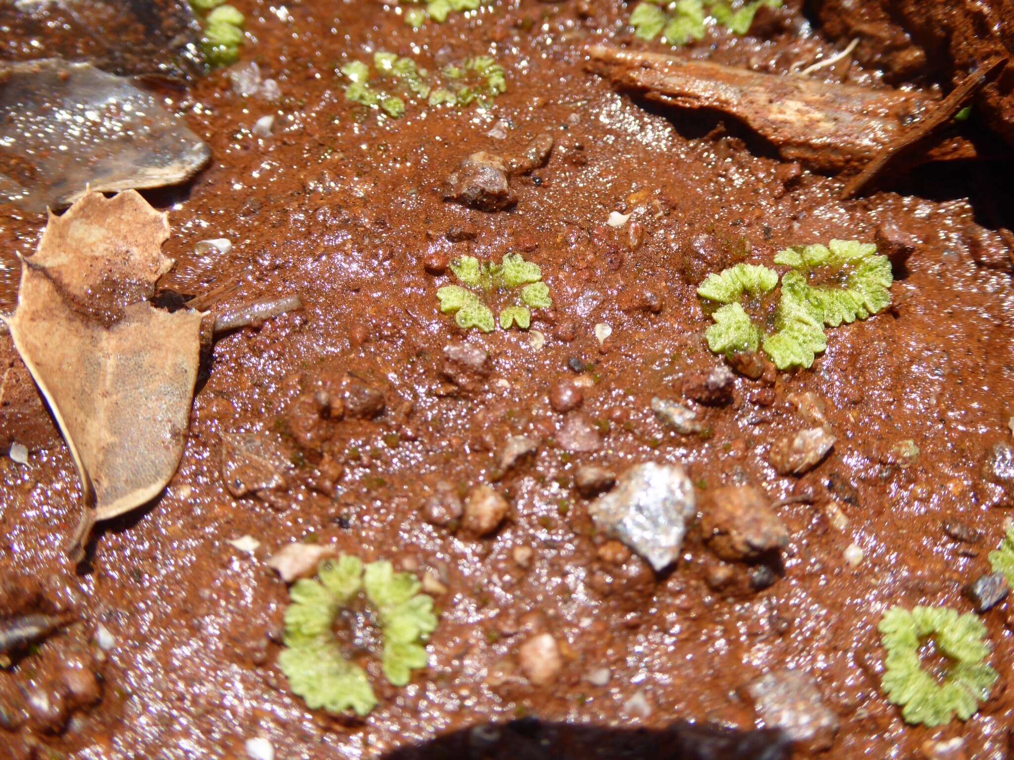 Image of Riccia cavernosa Hoffm.