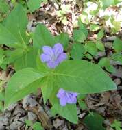 Image of limestone wild petunia