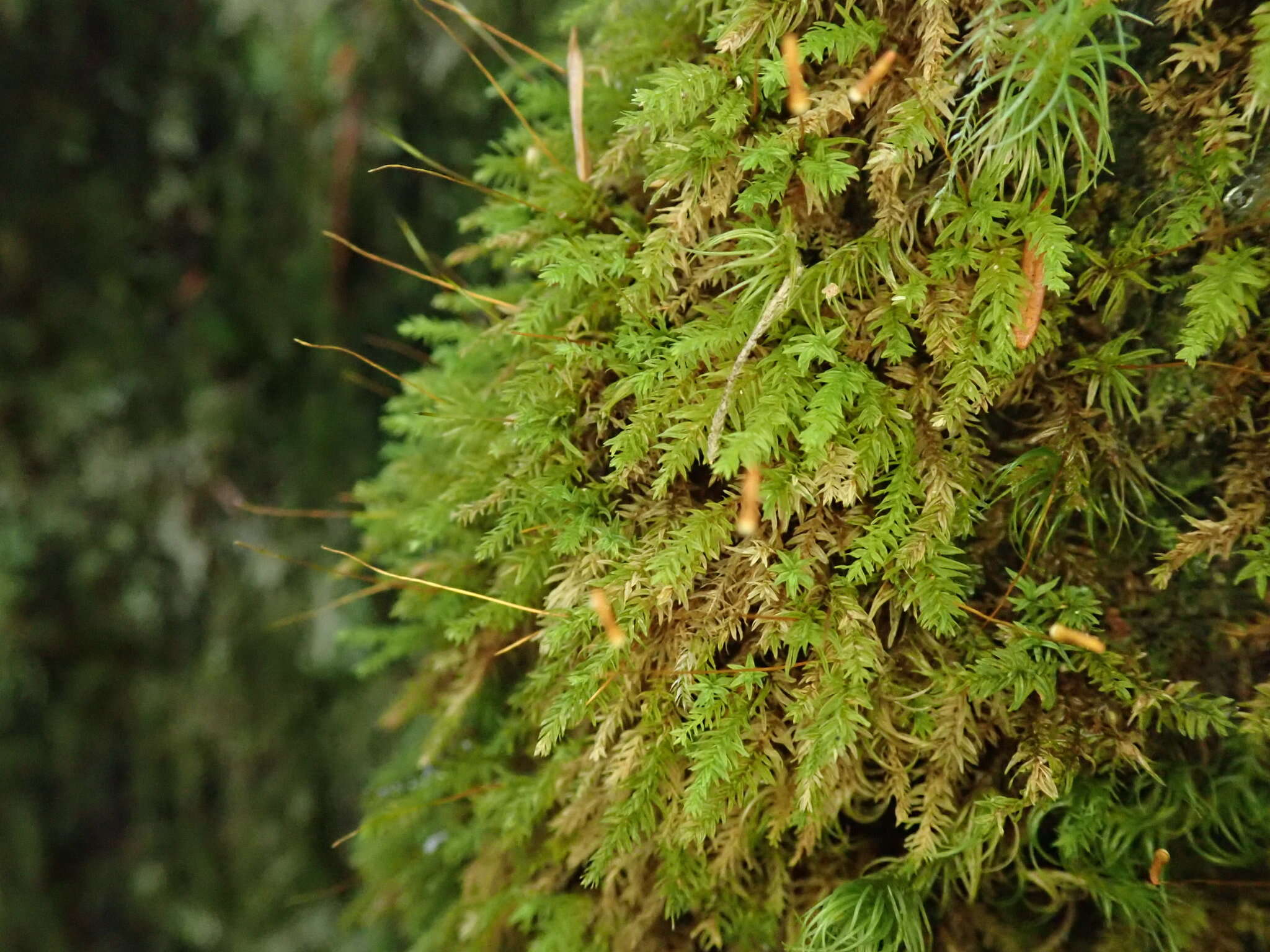 Image of aulacomnium moss