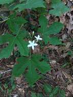 Imagem de Cnidoscolus urens var. stimulosus (Michx.) Govaerts