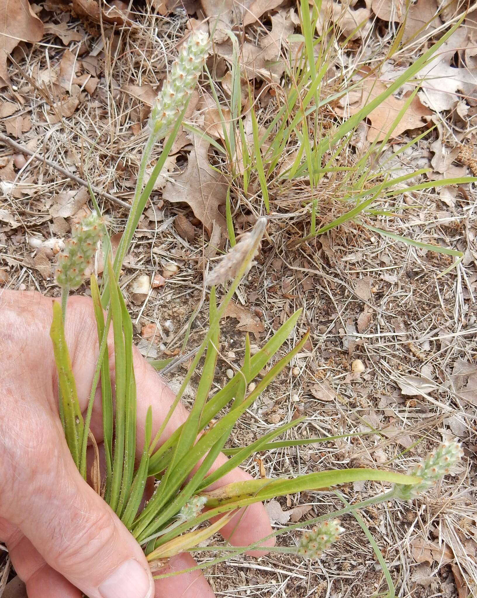 Image of Wright's plantain