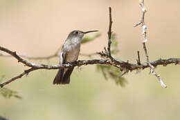 Image of Spot-throated Hummingbird