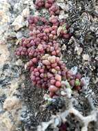 Image of Crassula elegans Schönl. & Baker fil.