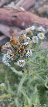 Image of Perezia multiflora subsp. multiflora