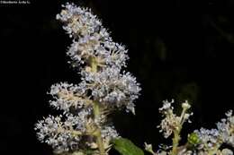 Image of Ceanothus caeruleus Lag.