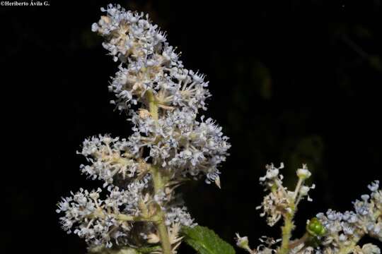 Image of Ceanothus caeruleus Lag.