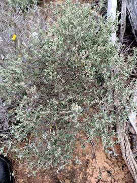 Image of Chenopodium curvispicatum P. G. Wilson