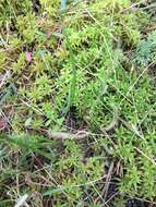 Image de Drosera filiformis Raf.