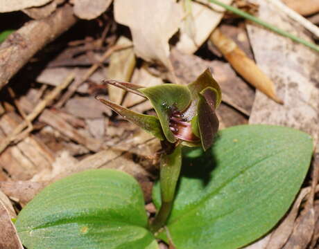 Image of Large bird orchid