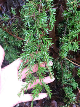 Image of western hemlock