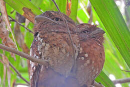 Image of Ceylon Frogmouth