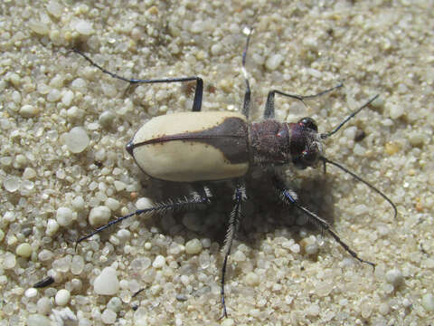 Image of Cicindela (Cicindela) formosa gibsoni Brown 1940