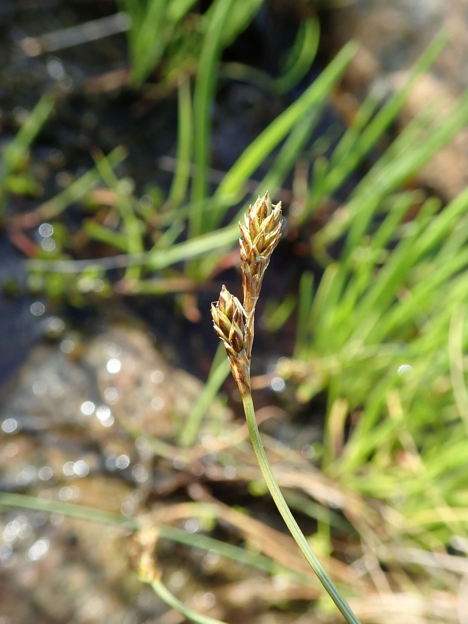 Image of Clustered sedge