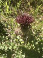 Imagem de <i>Cirsium <i>horridulum</i></i> var. horridulum