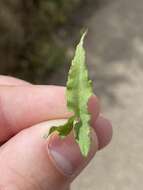 Image of island false bindweed