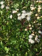 Ageratina glechonophylla (Less.) R. King & H. Rob. resmi