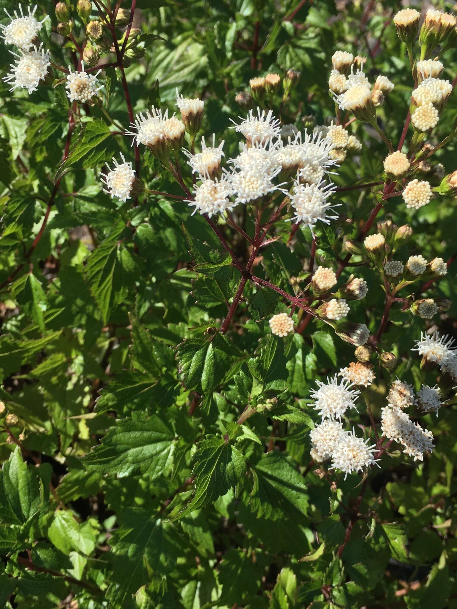 Ageratina glechonophylla (Less.) R. King & H. Rob. resmi