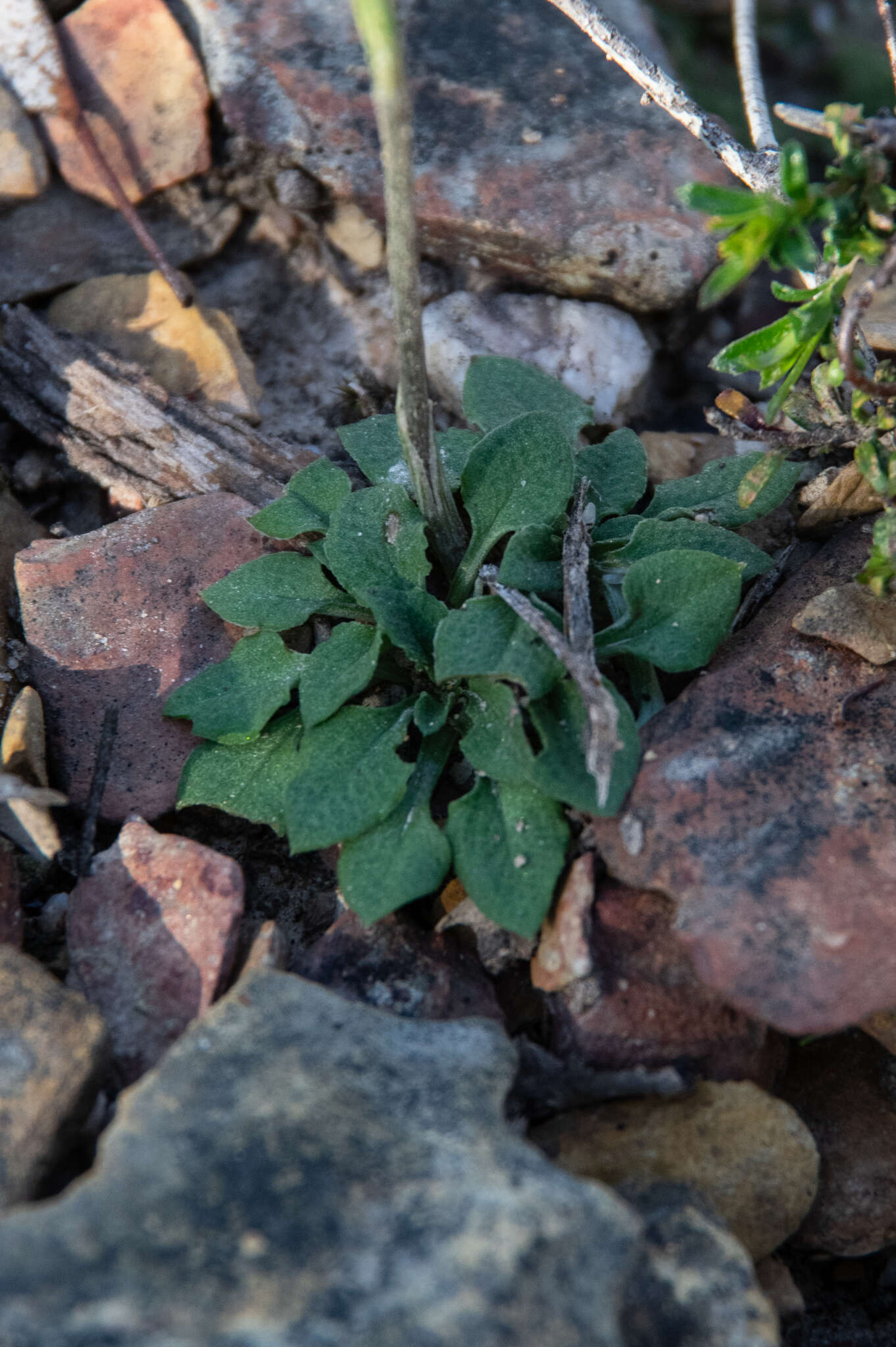 Слика од Pterostylis rubescens (D. L. Jones) G. N. Backh.