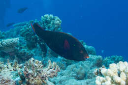 Image of Dusky parrotfish