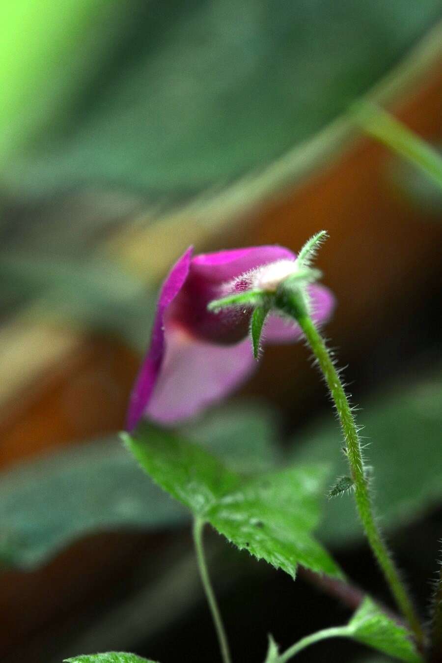 Image of Achimenes skinneri Lindl.