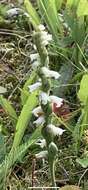 Image of Case's lady's tresses