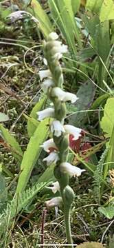 Spiranthes casei var. casei resmi