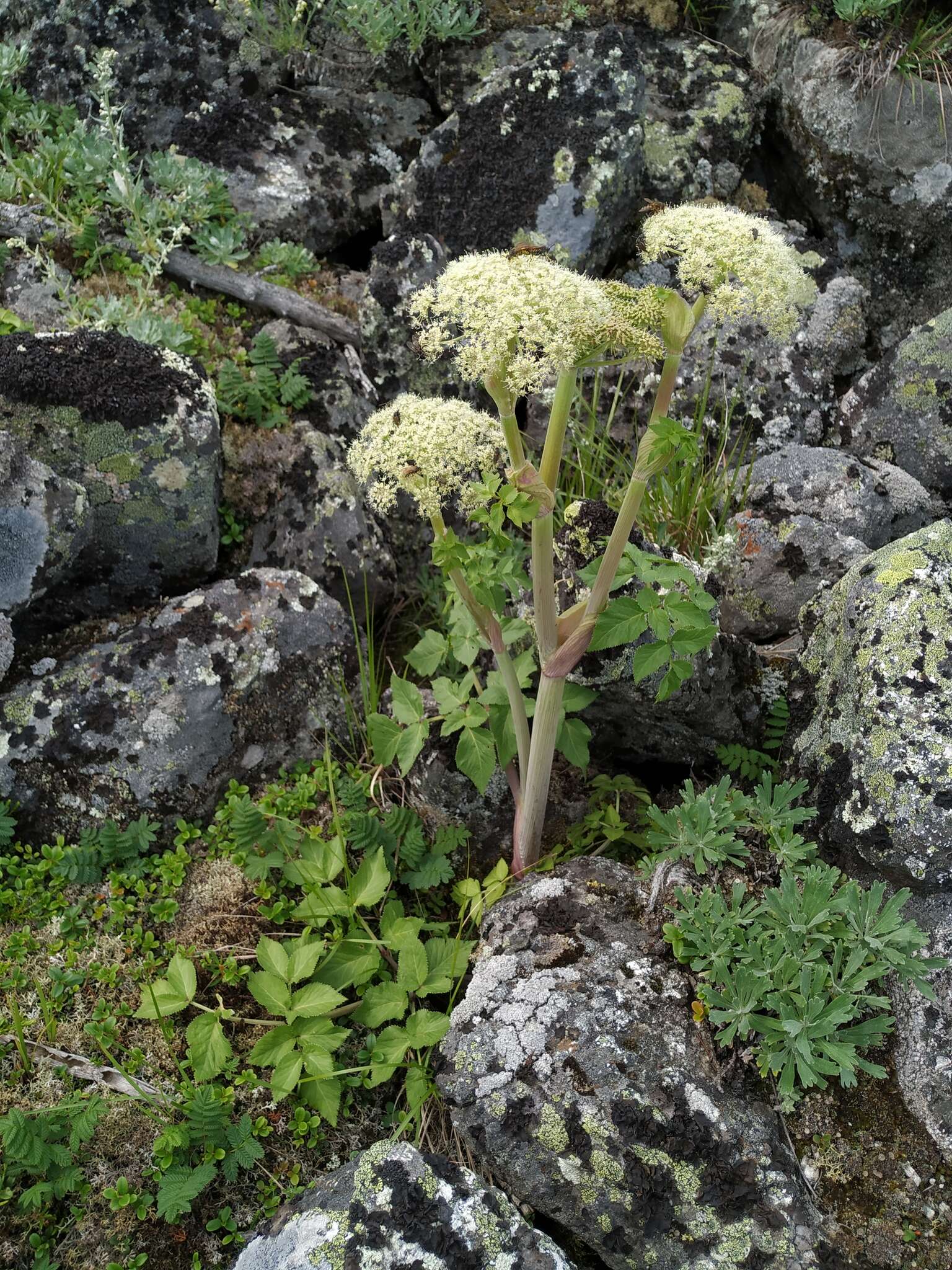 Слика од Angelica saxatilis Turcz. ex Ledeb.