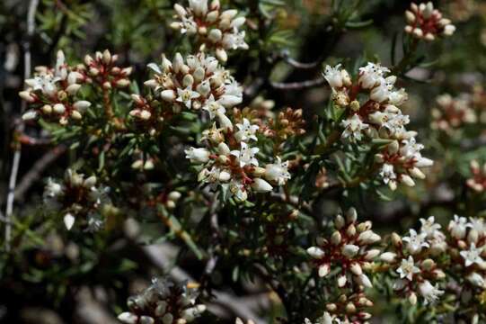 Image of Crassula sarcocaulis subsp. rupicola Tölken