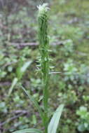 Слика од Coenoemersa volcanica (Lindl.) R. González & Lizb. Hern.