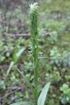 Слика од Coenoemersa volcanica (Lindl.) R. González & Lizb. Hern.