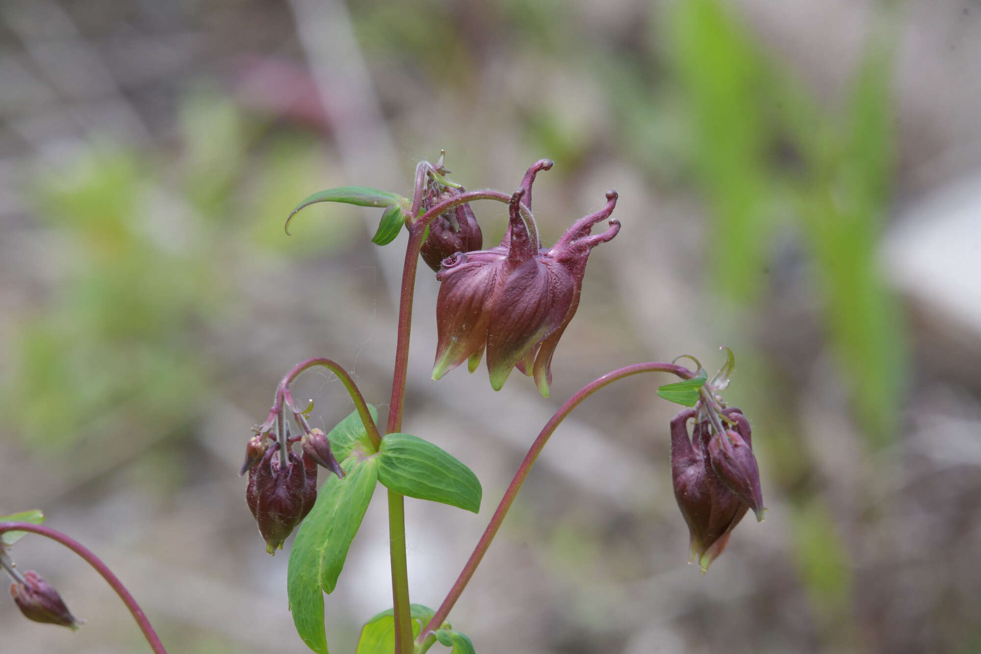 Image of Aquilegia oxysepala Trautv. & C. A. Mey.