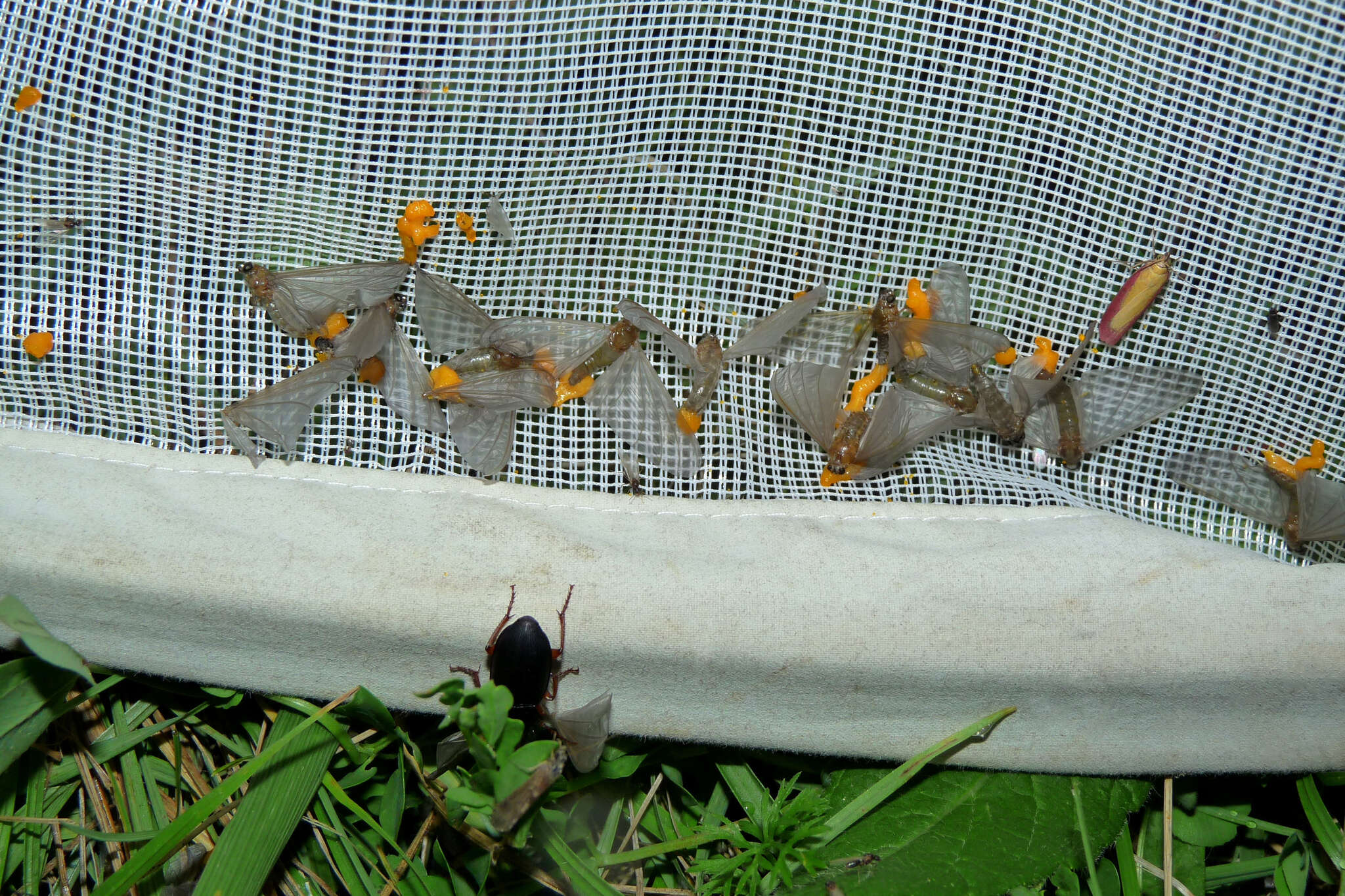 Image of brushleg mayflies