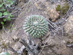 Image of Mammillaria uncinata Zucc. ex Pfeiff.