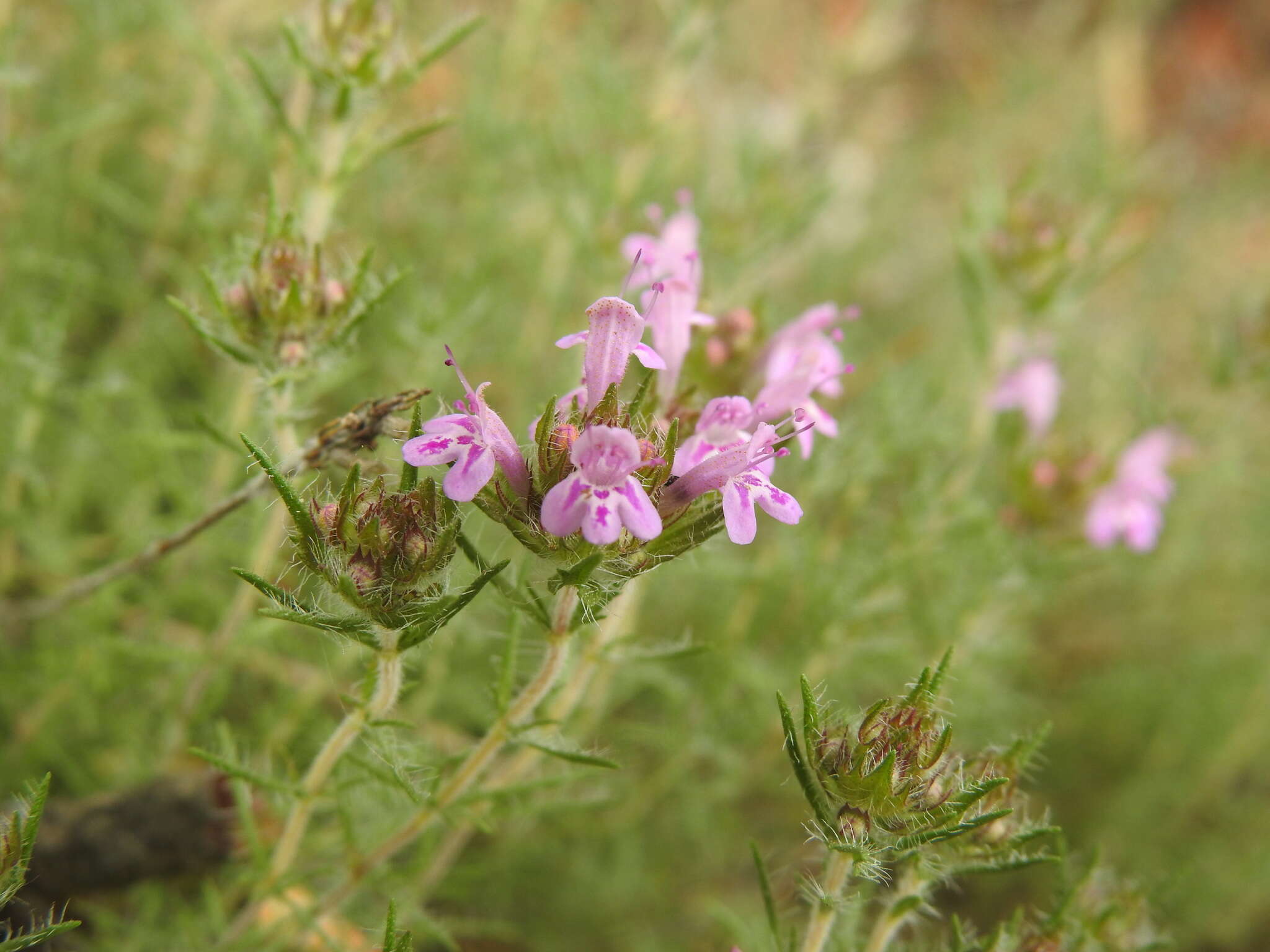 Image of Thymus villosus L.