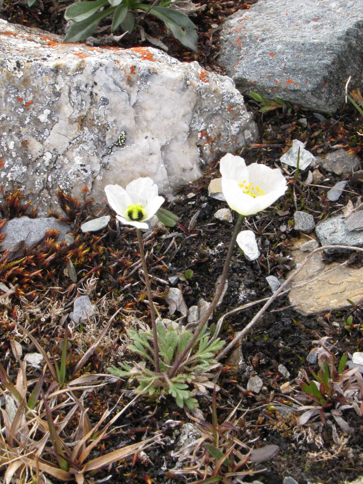 Image of arctic poppy