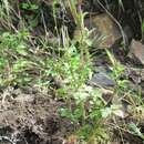 Image of Cardamine trichocarpa Hochst. ex A. Rich.