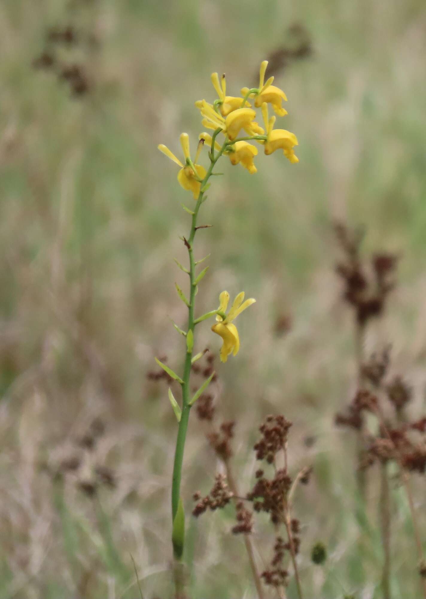 Image de Eulophia angolensis (Rchb. fil.) Summerh.