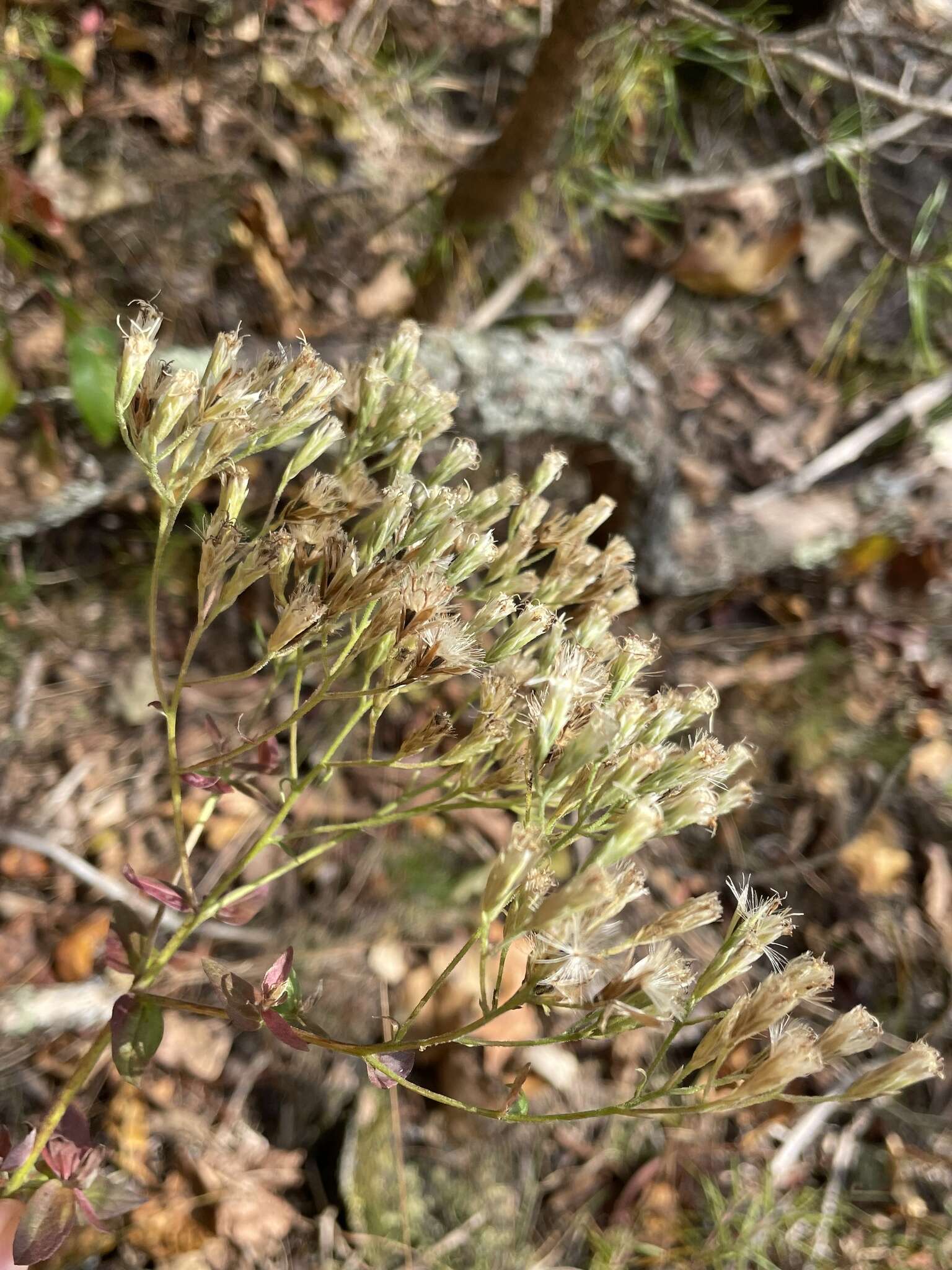 Image of upland boneset