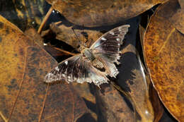 Image of Blue-spangled Charaxes