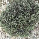 Imagem de Helichrysum benthamii Viguier & Humbert