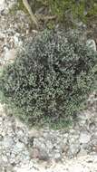 Слика од Helichrysum benthamii Viguier & Humbert