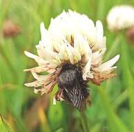 Image of Bombus funebris Smith 1854