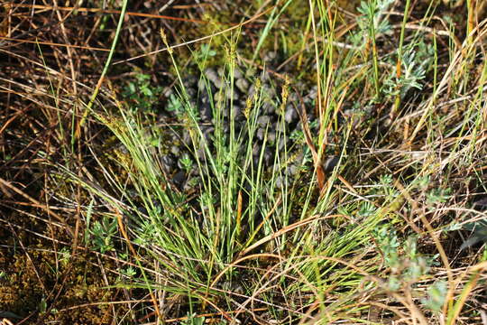 Imagem de Carex sterilis Willd.